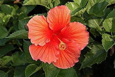 沙雕造船游戏《沉浮》彩蛋频出？ 建造鬼才直呼内行